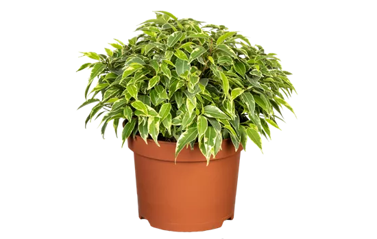 Birkenfeige Birkenfeige