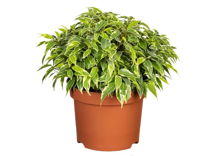 Birkenfeige Birkenfeige