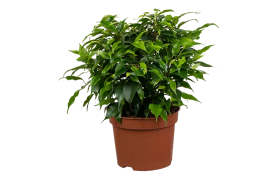 Birkenfeige 'Green Kinky' Birkenfeige 'Green Kinky'