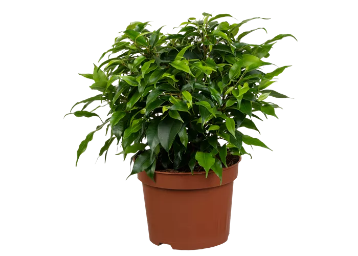 Birkenfeige 'Green Kinky' Birkenfeige 'Green Kinky'