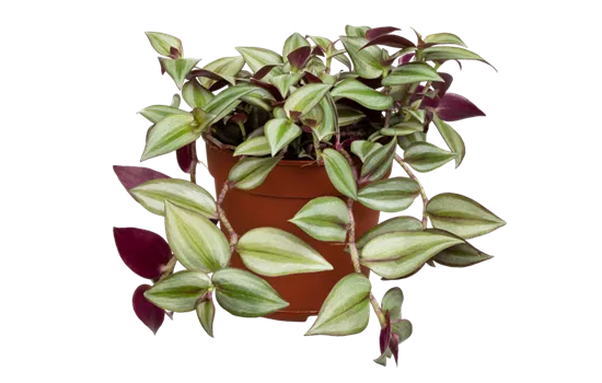 Dreimasterblume Dreimasterblume