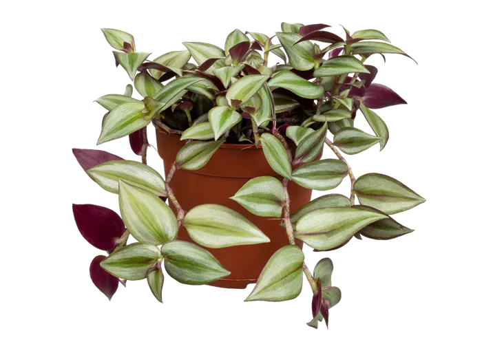 Dreimasterblume Dreimasterblume