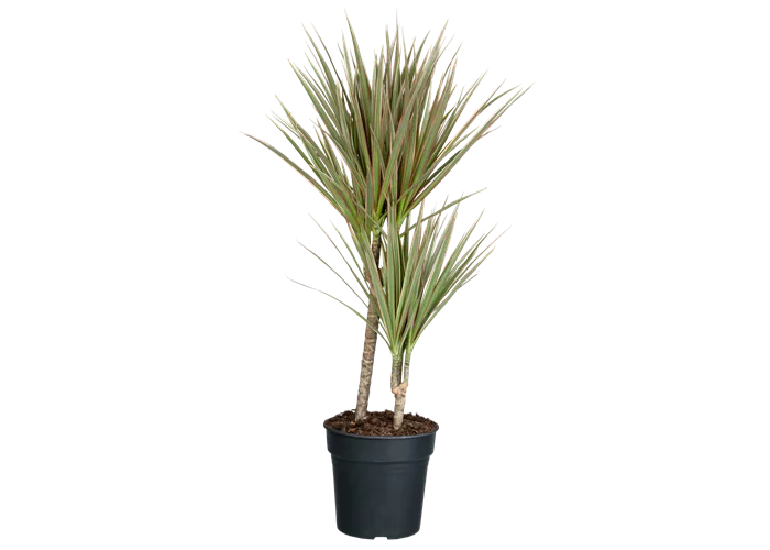 Drachenbaum 'bicolor' Drachenbaum 'bicolor'