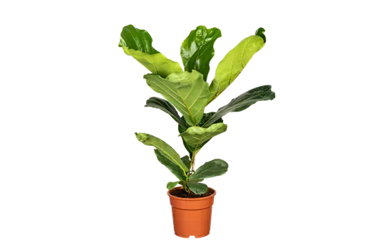 Geigen-Feige Geigen-Feige