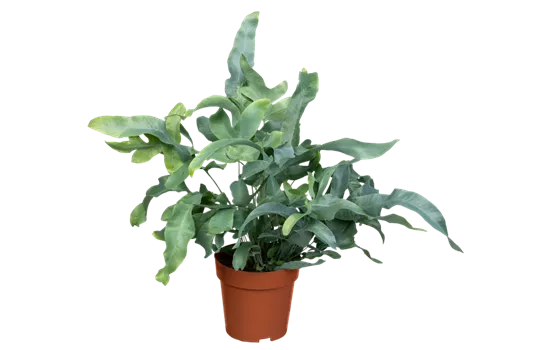 Blaufarn 'Blue Star'