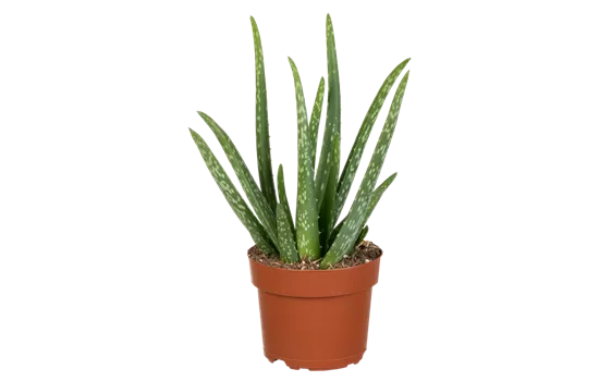 Aloe vera Aloe vera