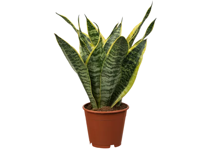 Bogenhanf 'Futura Superba' Bogenhanf 'Futura Superba'