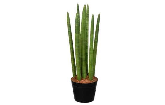 Bogenhanf 'Spaghetti' Bogenhanf 'Spaghetti'