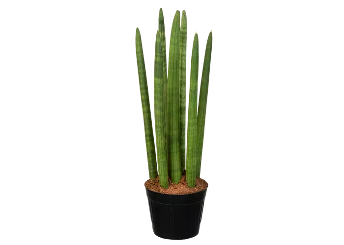 Bogenhanf 'Spaghetti' Bogenhanf 'Spaghetti'