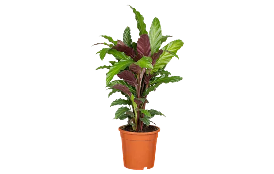 Korbmarante Korbmarante