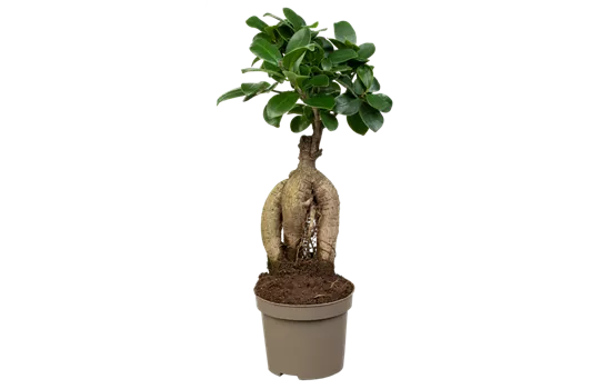 Chinesische Feige Chinesische Feige