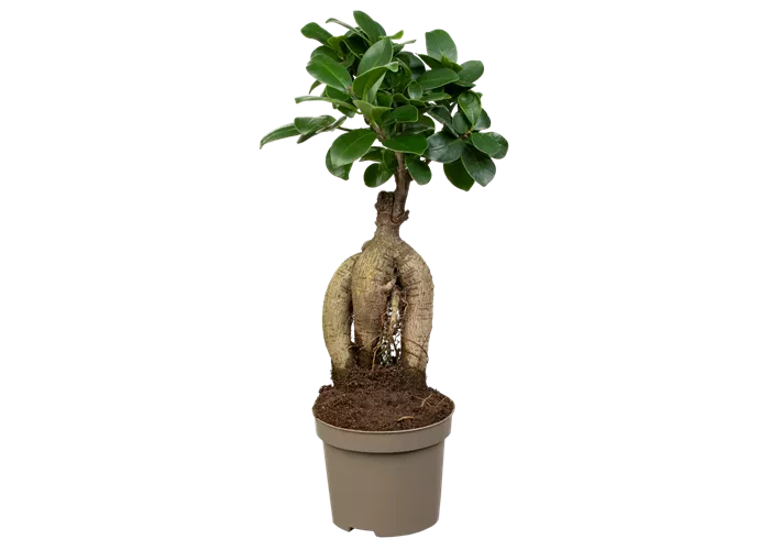 Chinesische Feige Chinesische Feige