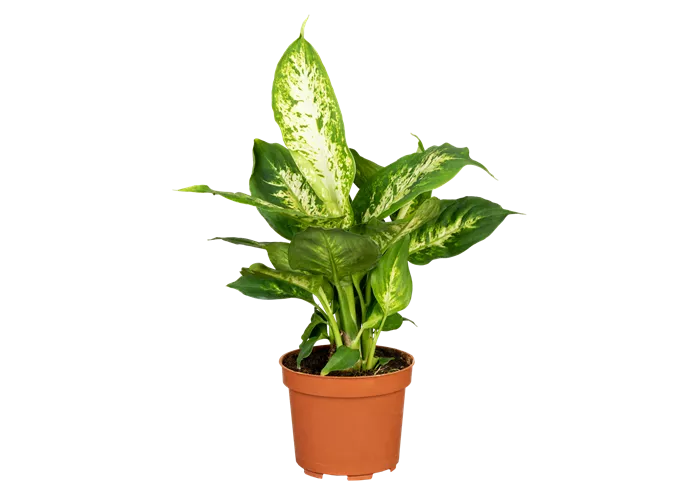 Dieffenbachie 'Compacta' Dieffenbachie 'Compacta'