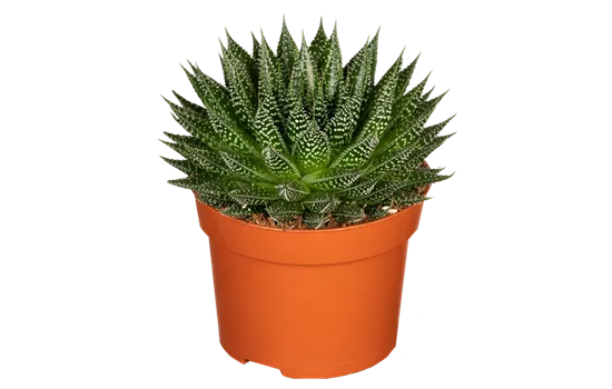 Aloe 'Magic' Aloe 'Magic'