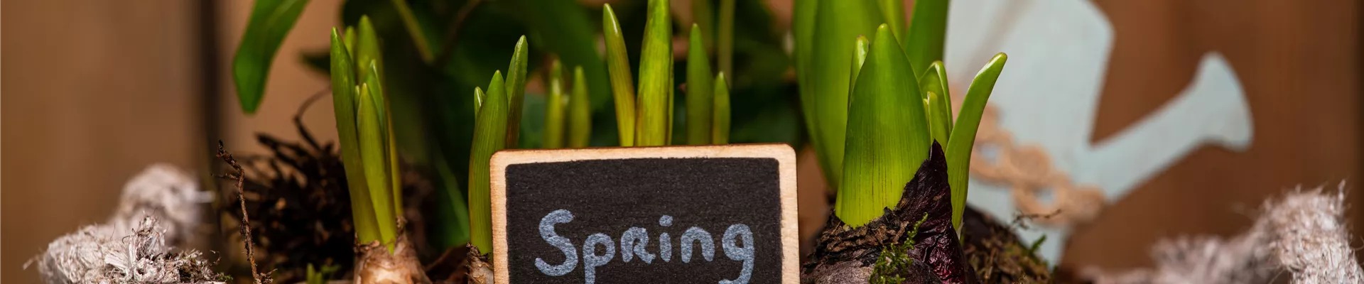 Zwiebelblüher im Korb