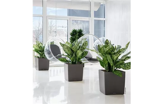 LECHUZA CUBE Premium 40  LECHUZA CUBE Premium 40