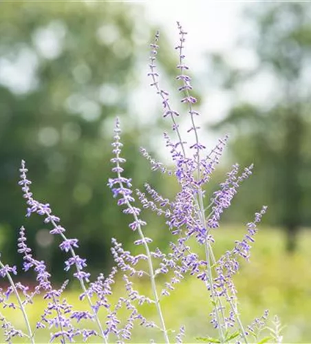Blauraute 'Blue Spire' Blauraute 'Blue Spire'