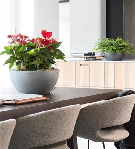 LECHUZA Pflanzschale CUBETO Stone 30  LECHUZA Pflanzschale CUBETO Stone 30