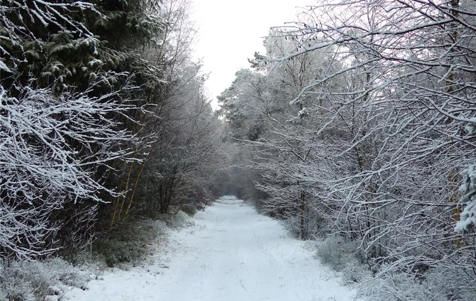 Winterlandschaft
