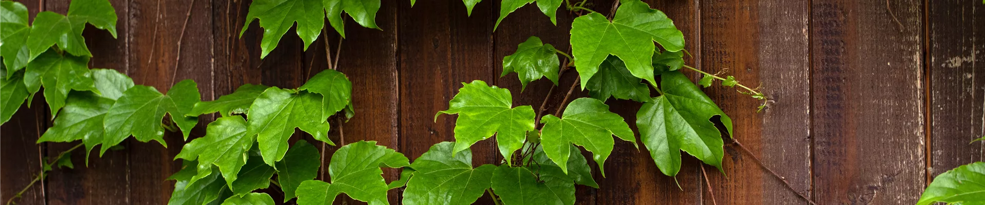 Wilder Wein an Hauswand Wilder Wein an Hauswand