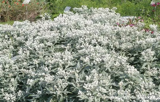 Himalaya-Perlkörbchen Himalaya-Perlkörbchen