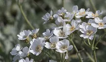 Achillea umbellata Achillea umbellata