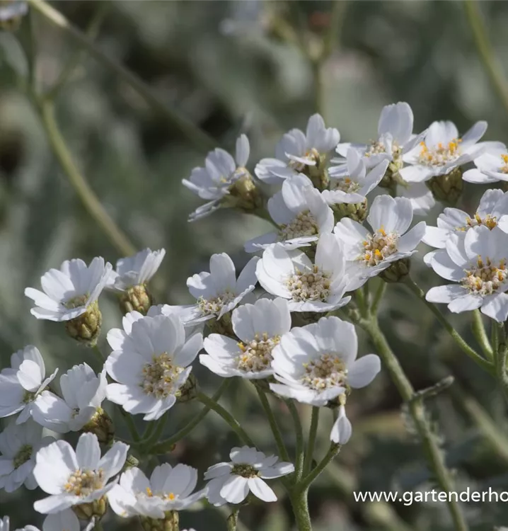 Achillea umbellata Achillea umbellata