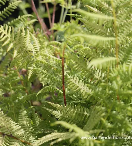 Athyrium filix-femina 'Lady in Red' Athyrium filix-femina 'Lady in Red'