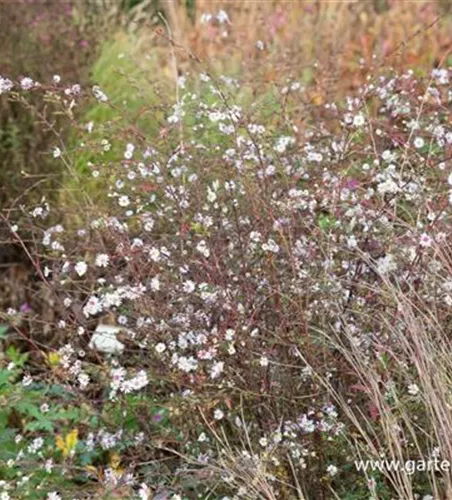 Aster 'Speyrer Herbstwoge' Aster 'Speyrer Herbstwoge'