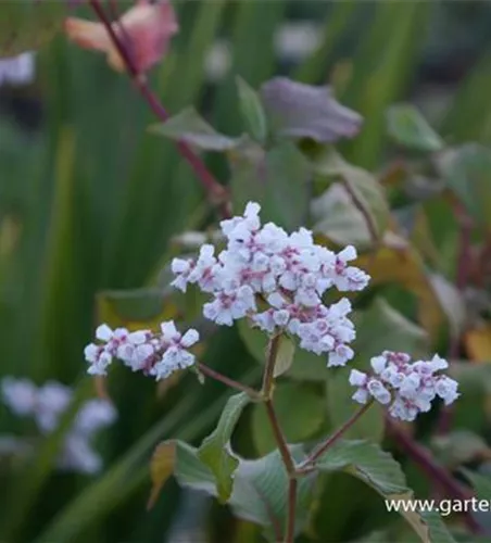 Garten-Glockenknöterich 'Southcomb White' Garten-Glockenknöterich 'Southcomb White'