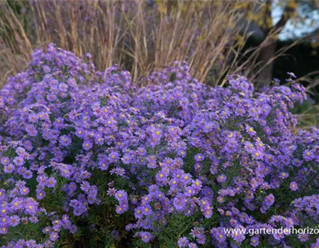 Glattblatt-Aster