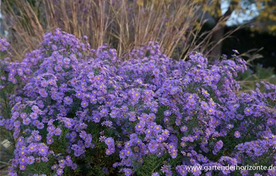 Glattblatt-Aster Glattblatt-Aster