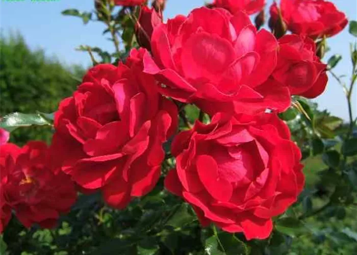 Bodendeckerrose 'Limesglut'® Bodendeckerrose 'Limesglut'®