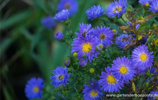 Garten-Glattblatt-Aster 'Pyramide' Garten-Glattblatt-Aster 'Pyramide'