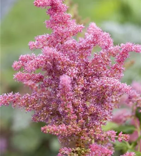 Astilbe 'Younique Cerise' -R- Astilbe 'Younique Cerise' -R-