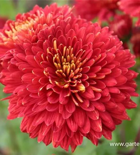 Chrysanthemum x hort.'Brennpunkt' Chrysanthemum x hort.'Brennpunkt'