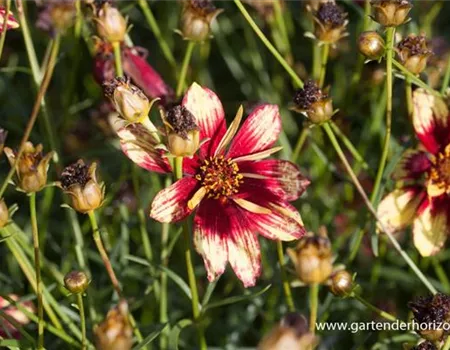 Coreopsis verticillata 'Route 66' -R-