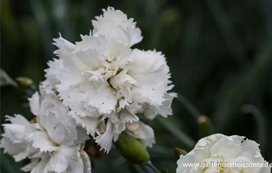 Feder-Nelke Feder-Nelke