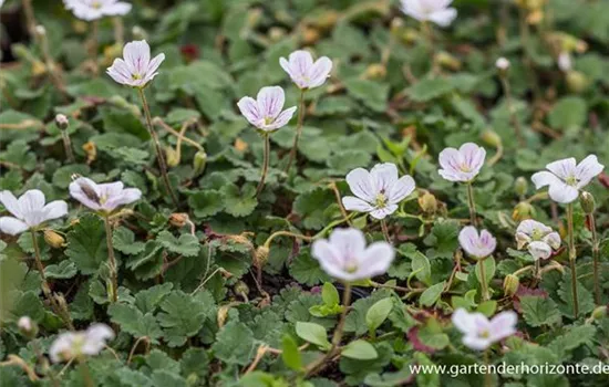 Reiherschnabel Reiherschnabel