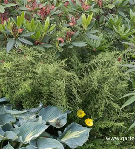 Garten-Goldschuppenfarn 'Cristata The King' Garten-Goldschuppenfarn 'Cristata The King'