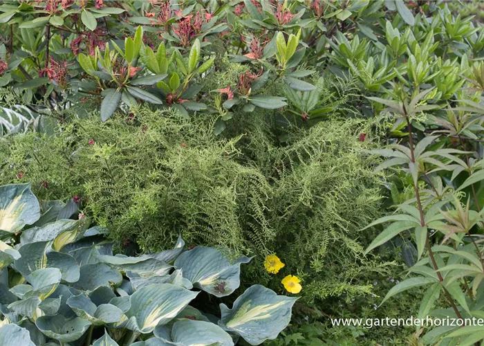 Garten-Goldschuppenfarn 'Cristata The King'