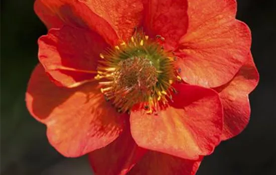 Chilenische Nelkenwurz Chilenische Nelkenwurz