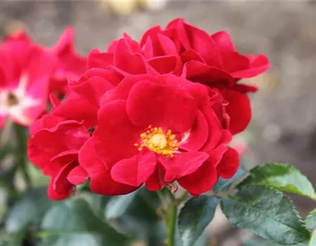 Bodendeckerrose 'Matador'®