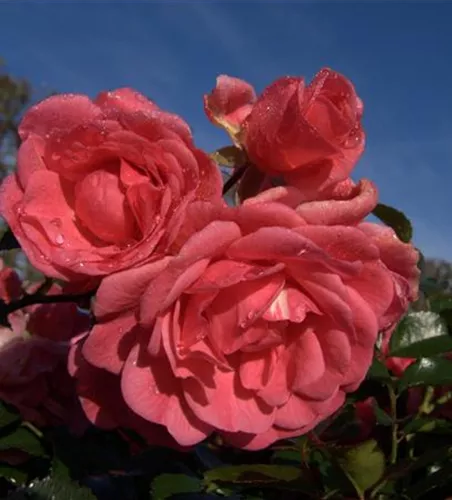 Bodendeckerrose 'Palmengarten Frankfurt'® Bodendeckerrose 'Palmengarten Frankfurt'®