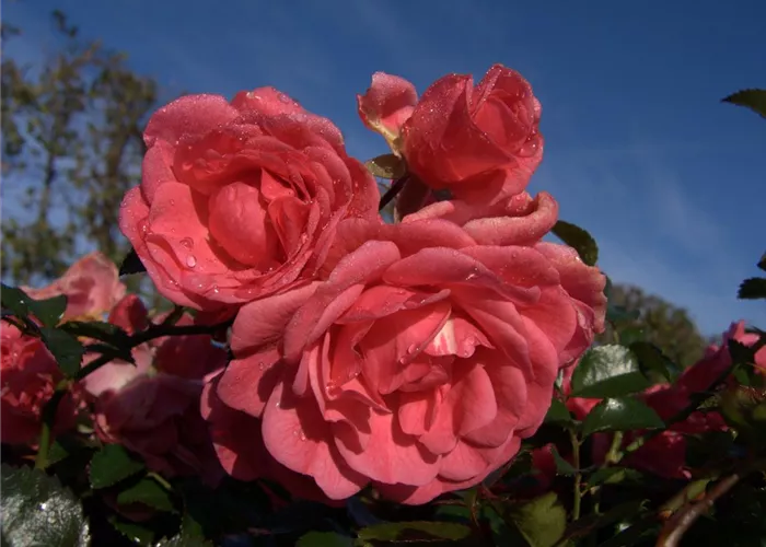 Bodendeckerrose 'Palmengarten Frankfurt'® Bodendeckerrose 'Palmengarten Frankfurt'®