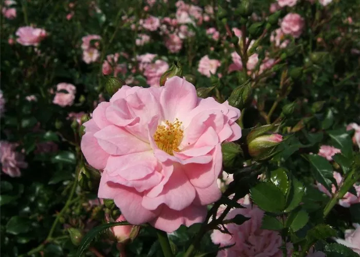 Bodendeckerrose 'Satina'® Bodendeckerrose 'Satina'®