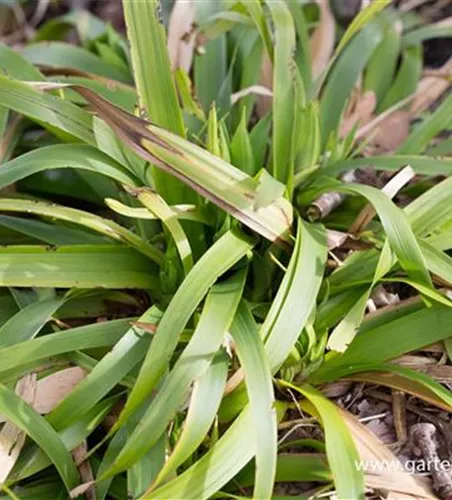 Luzula sylvatica Luzula sylvatica