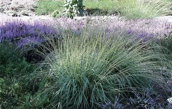 Gestreiftes Garten-Pfeifengras 'Variegata' Gestreiftes Garten-Pfeifengras 'Variegata'