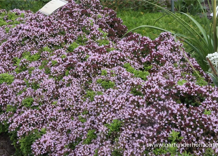 Origanum vulgare 'Compactum' Origanum vulgare 'Compactum'