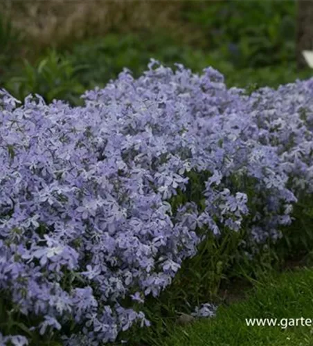Phlox divaricata 'Clouds of Perfume' Phlox divaricata 'Clouds of Perfume'